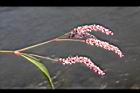 紅辣蓼-花穗04.jpg