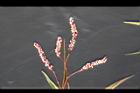 紅辣蓼-花穗06.jpg