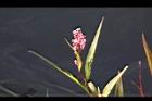 紅辣蓼-花穗07.jpg