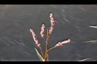 紅辣蓼-花穗08.jpg