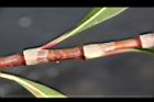 紅辣蓼-莖1.jpg