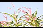 紅辣蓼09.jpg