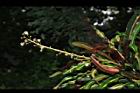 紅鑽變葉木-雄花02.JPG