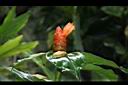 紅閉鞘薑-花01.JPG