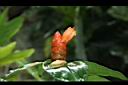 紅閉鞘薑-花02.JPG