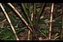 紅閉鞘薑-莖01.jpg