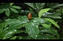 紅閉鞘薑03.JPG