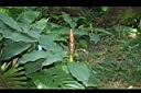 紅閉鞘薑11.JPG