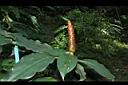 紅閉鞘薑15.JPG
