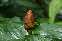 紅閉鞘薑06.JPG