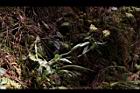 紅面番-花06.JPG
