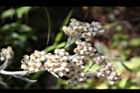 紅面番-花12.JPG