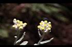 紅面番-花16.JPG
