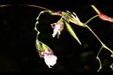 紅鞘垂花水竹芋-花02.JPG