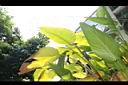 紅鞘垂花水竹芋-葉02.JPG