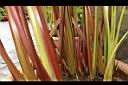 紅鞘垂花水竹芋-葉鞘00.JPG