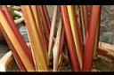 紅鞘垂花水竹芋-葉鞘01.JPG