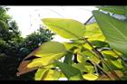 紅鞘垂花水竹芋-葉00.JPG