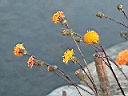 紅鳳菜-花00.JPG