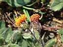 紅鳳菜-花01.jpg