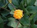紅鳳菜-花03.JPG