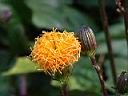 紅鳳菜-花04.JPG