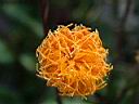紅鳳菜-花05.JPG