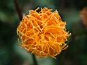 紅鳳菜-花06.JPG