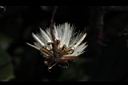 紅鳳菜-實09.JPG