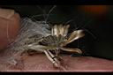 紅鳳菜-種子02.JPG