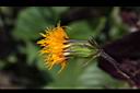 紅鳳菜-花02.JPG