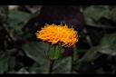 紅鳳菜-花04.JPG