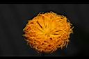 紅鳳菜-花20.JPG