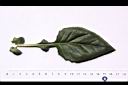 紅鳳菜-葉正02.JPG