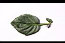 紅鳳菜-葉正11.JPG