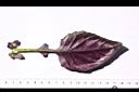 紅鳳菜-葉背01.JPG