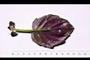 紅鳳菜-葉背15.JPG