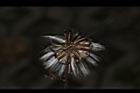 紅鳳菜-宿萼01.JPG