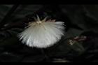 紅鳳菜-實00.JPG