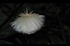 紅鳳菜-實01.JPG