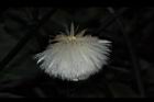 紅鳳菜-實02.JPG