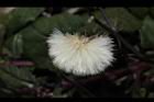 紅鳳菜-實04.JPG