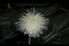 紅鳳菜-實05.JPG