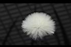 紅鳳菜-實06.JPG