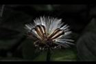 紅鳳菜-實12.JPG