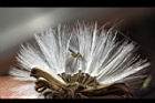 紅鳳菜-實19.JPG