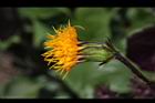 紅鳳菜-花00.JPG
