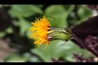 紅鳳菜-花01.JPG
