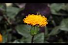 紅鳳菜-花03.JPG