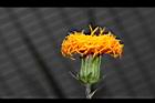 紅鳳菜-花05.JPG